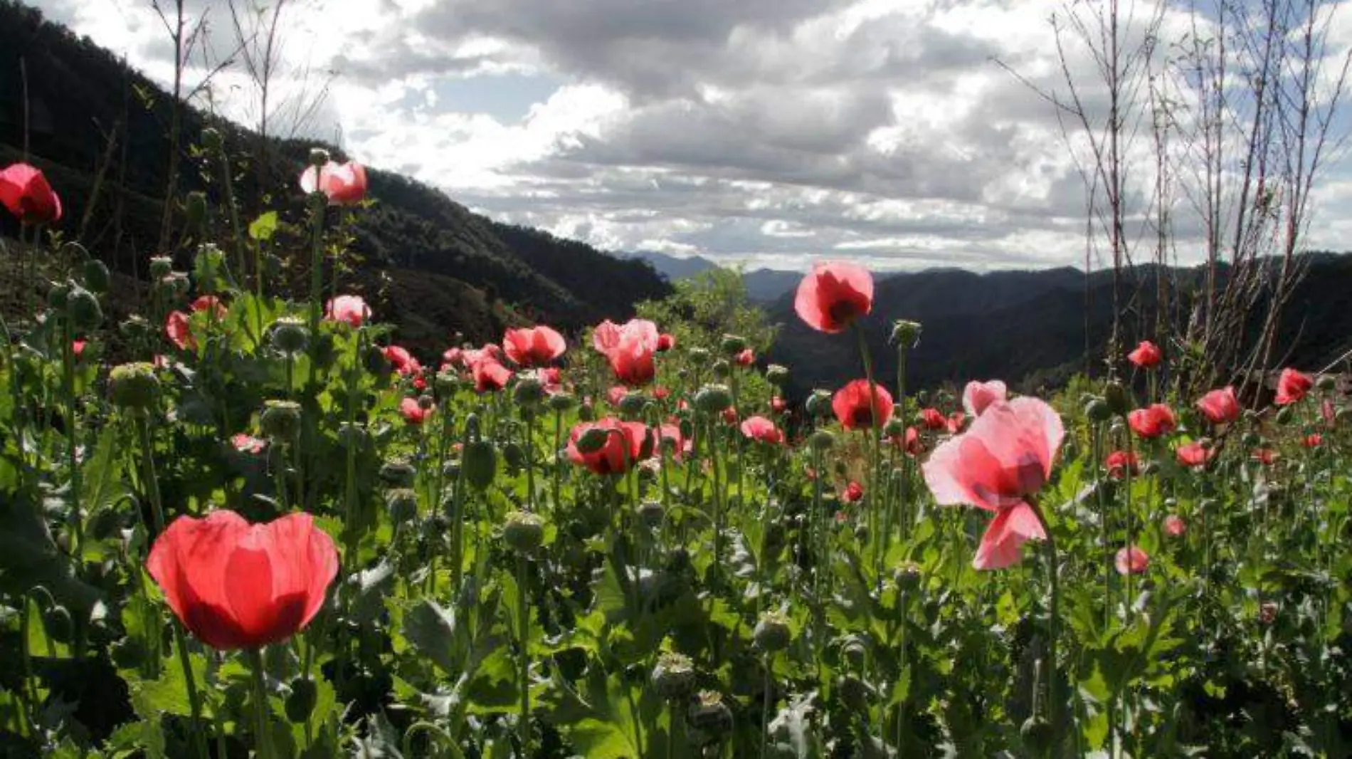 amapola senado CUARTOSCURO